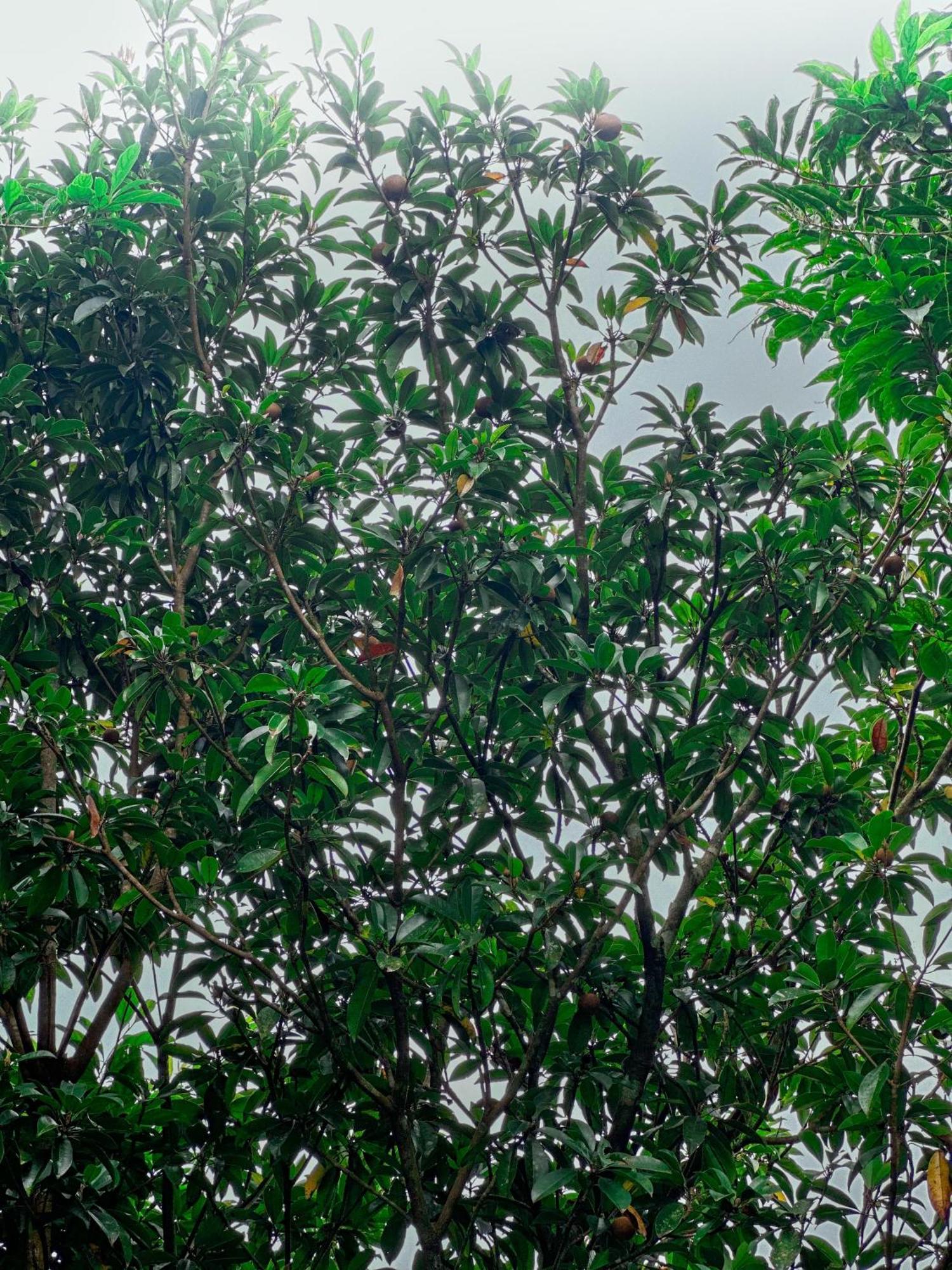 Janiro Tea Trees Villas Витхири Экстерьер фото