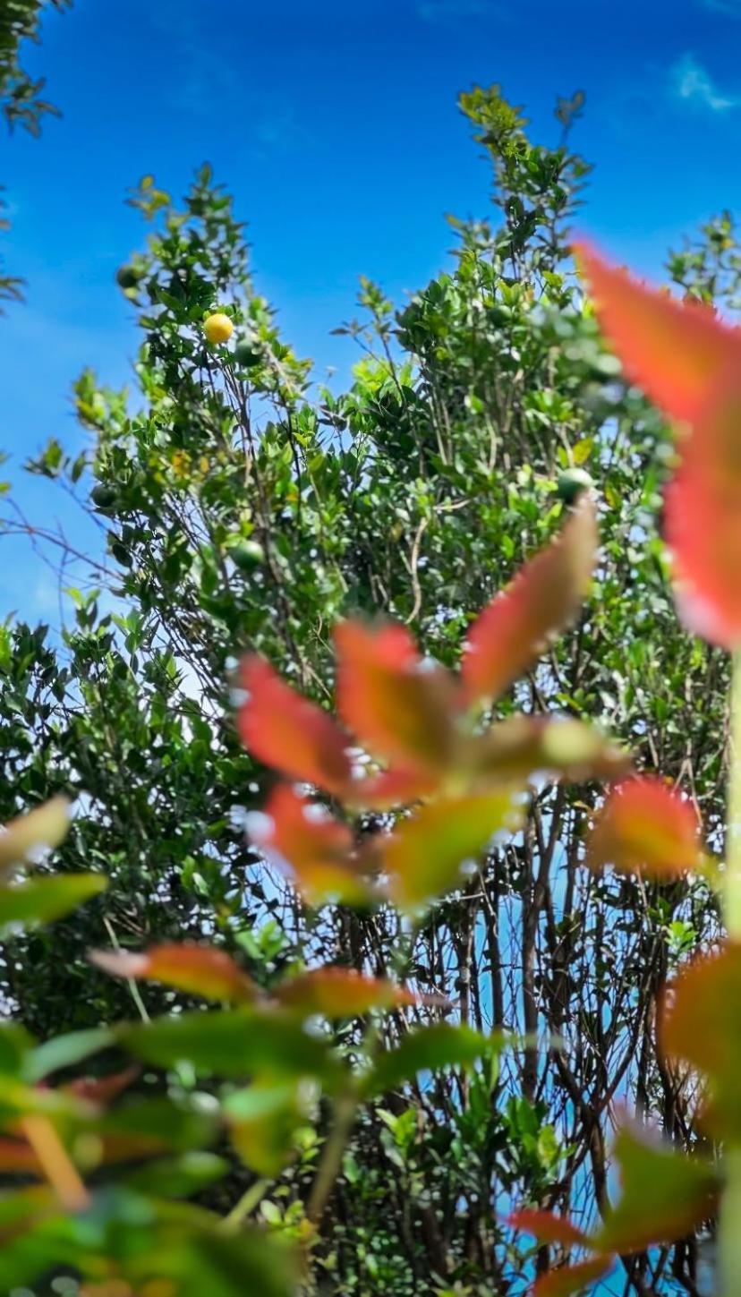Janiro Tea Trees Villas Витхири Экстерьер фото