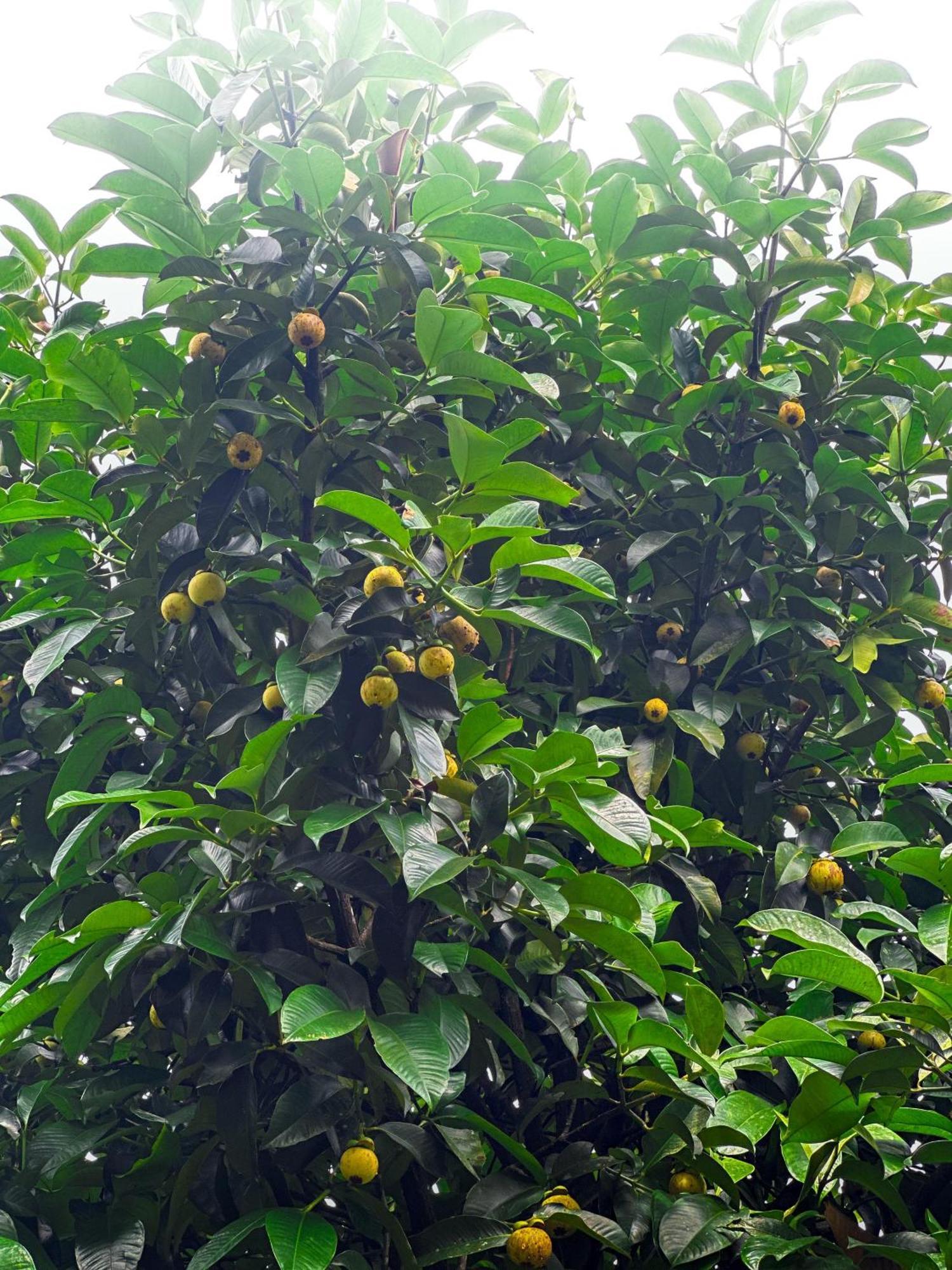Janiro Tea Trees Villas Витхири Экстерьер фото