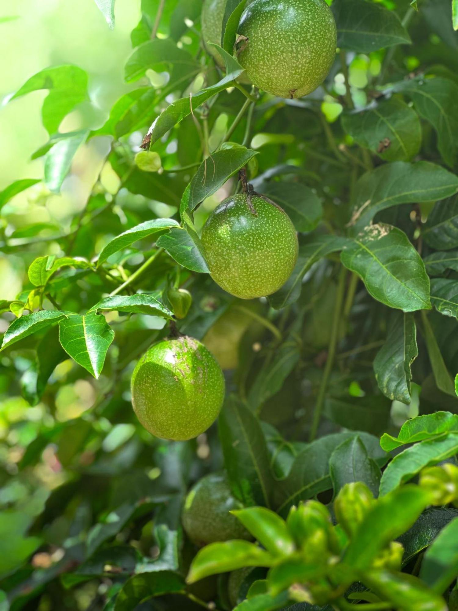 Janiro Tea Trees Villas Витхири Экстерьер фото